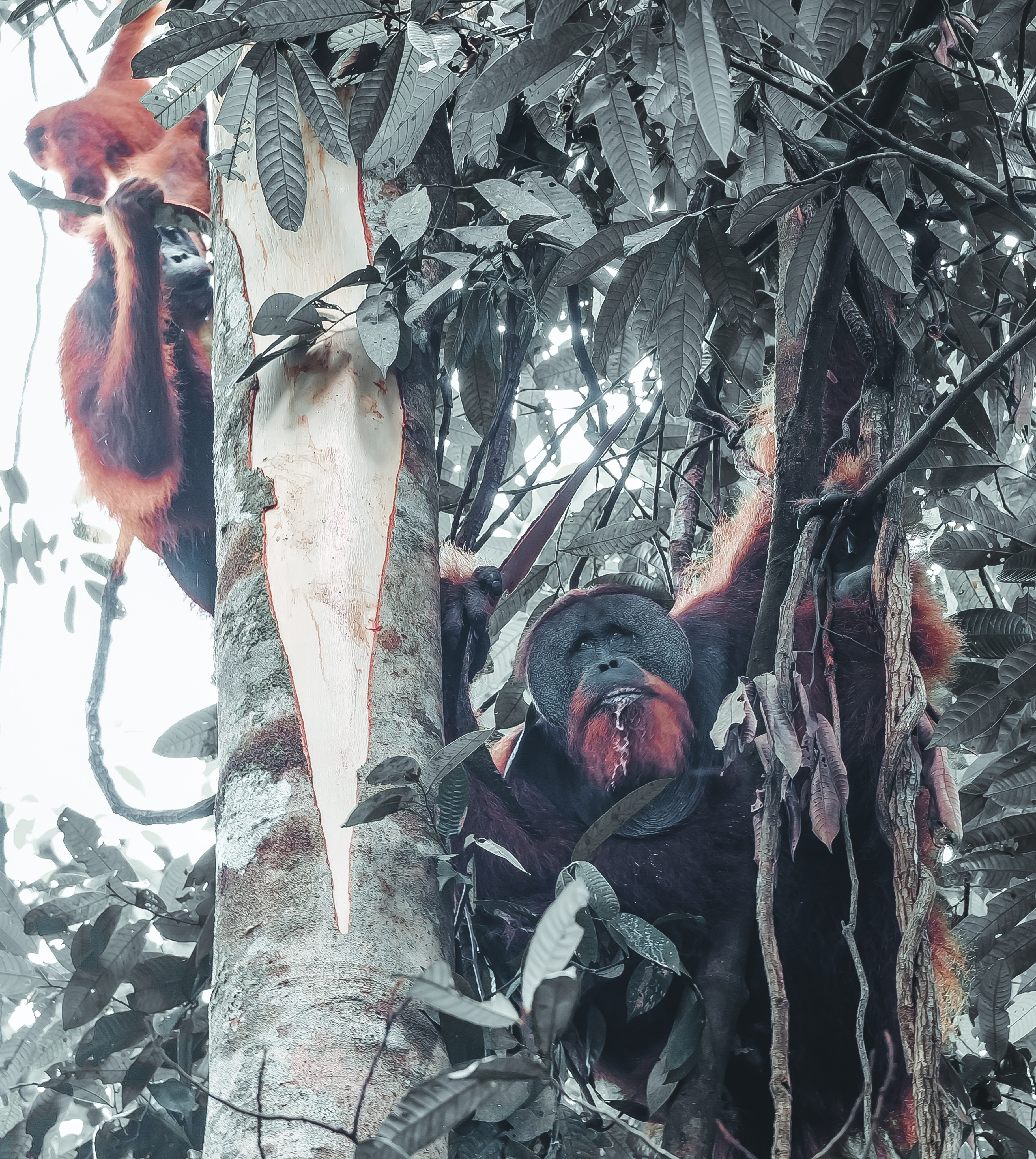 Orangutan Sumatra